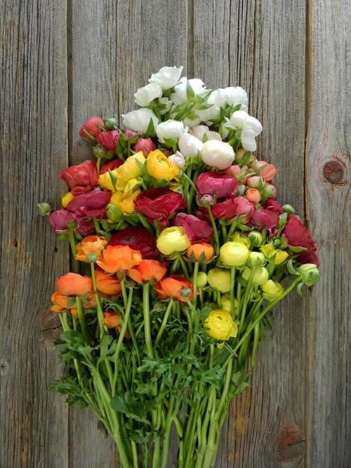 ASSORTED RANUNCULUS